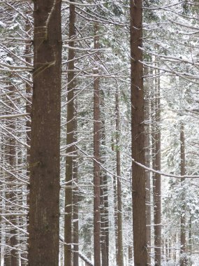 Kışın bir iğne yapraklı orman
