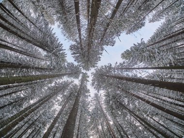 aşağıdan yukarıya kışın orman