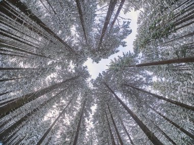 aşağıdan yukarıya kışın orman
