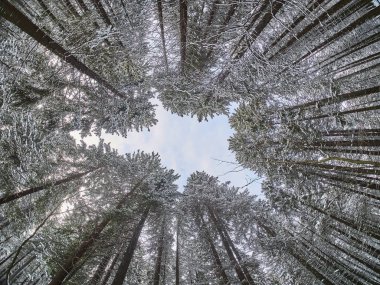 aşağıdan yukarıya kışın orman