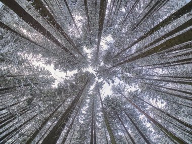 aşağıdan yukarıya kışın orman