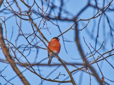 Ormanda bir dalda ispinoz