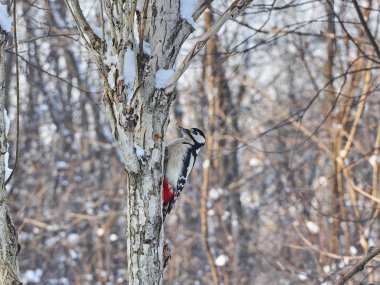 Ormanın içinde büyük bir rengarenk ağaçkakan. Kış