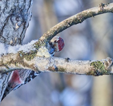 Ormanın içinde büyük bir rengarenk ağaçkakan. Kış