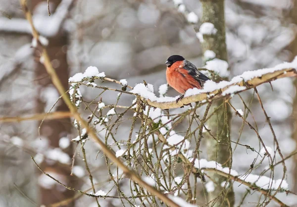 Bullfinch Sur Une Branche Dans Forêt — Photo