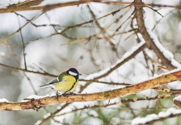 Tit Branch Forest — Stockfoto