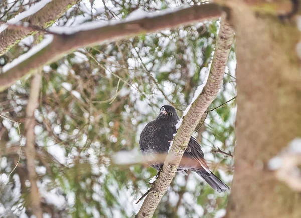 Tordo Negro Floresta Inverno — Fotografia de Stock