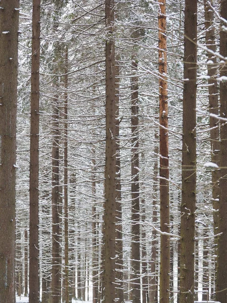 Uma Floresta Coníferas Inverno — Fotografia de Stock