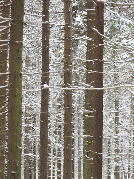 Kışın bir iğne yapraklı orman