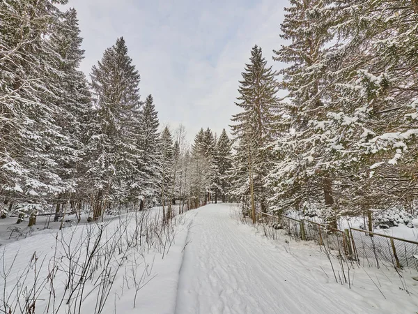 Coniferous Forest Winter — Stock Photo, Image