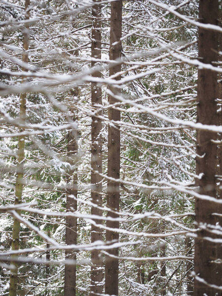Хвойный лес зимой
