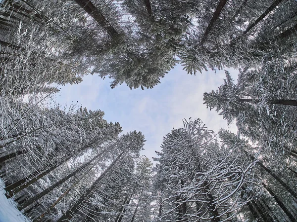 Floresta Baixo Para Cima Inverno — Fotografia de Stock