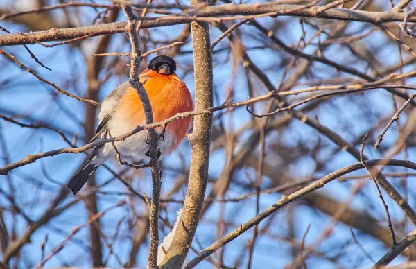 Bullfinch Větvi Lese — Stock fotografie