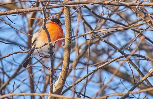 Bullfinch Branch Forest — Stock Photo, Image