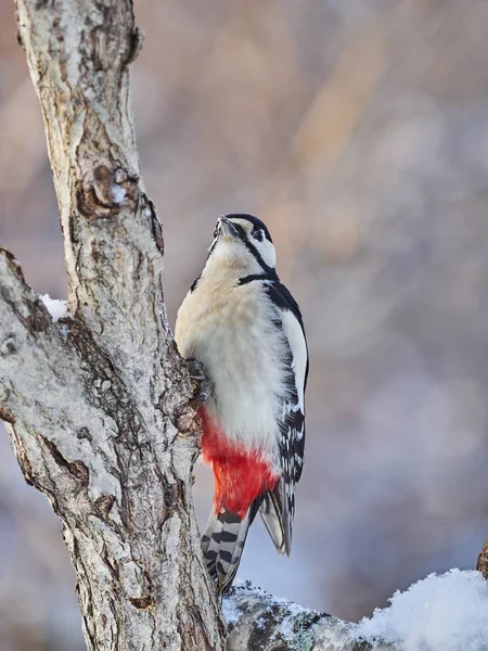 Large Motley Woodpecker Forest Winter — Stock Photo, Image