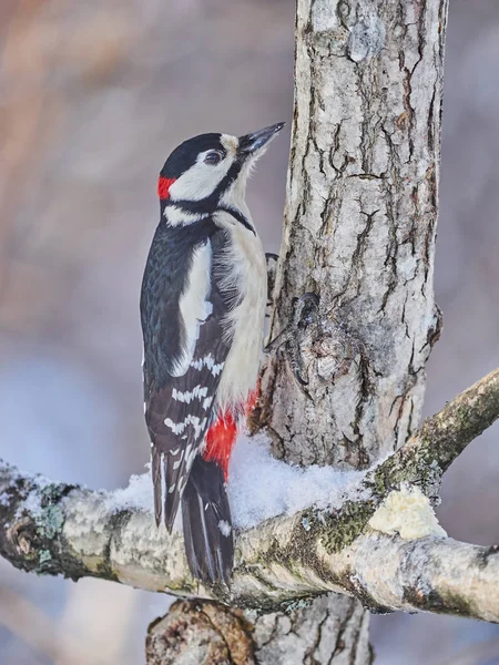 Large Motley Woodpecker Forest Winter — Stock Photo, Image