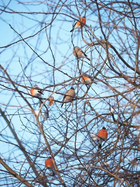 Bullfinch Větvi Lese — Stock fotografie