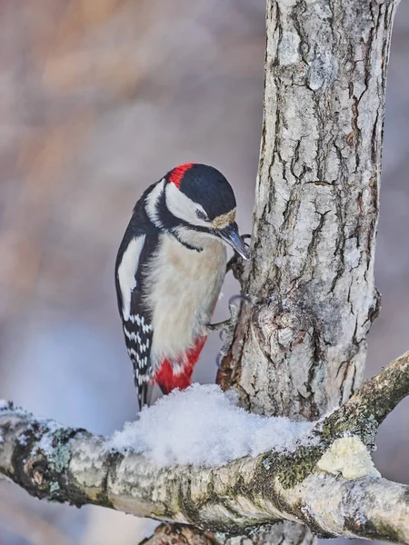 Large Motley Woodpecker Forest Winter — Stock Photo, Image