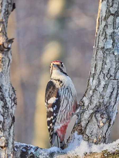 Large Motley Woodpecker Forest Winter — Stock Photo, Image
