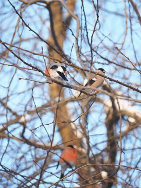 Ormanda bir dalda ispinoz