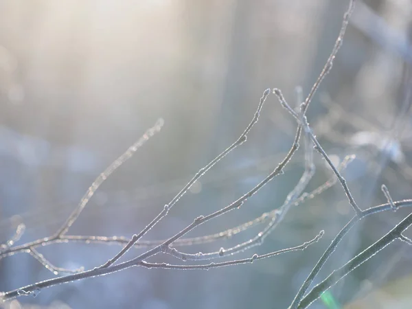Zweige Schnee Winter — Stockfoto