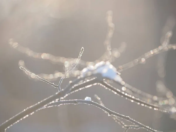 雪の中の小枝 — ストック写真