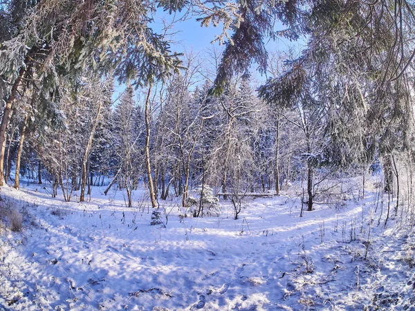 Kışın Bir Iğne Yapraklı Orman — Stok fotoğraf