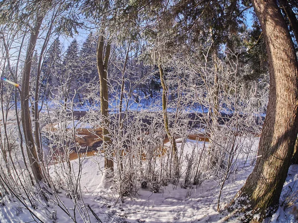 针叶林在冬天 — 图库照片