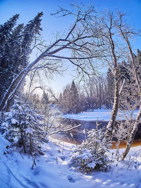 Rivière Dans Forêt Hiver — Photo