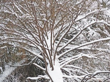 Kışın bir iğne yapraklı orman