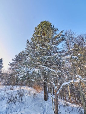 Kışın bir iğne yapraklı orman