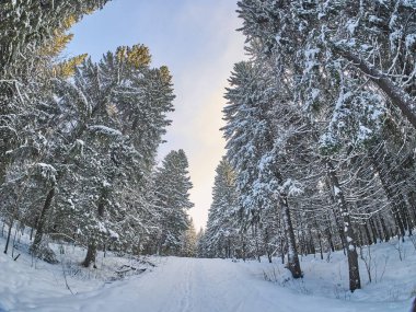 Kışın bir iğne yapraklı orman