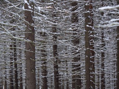 Kışın bir iğne yapraklı orman