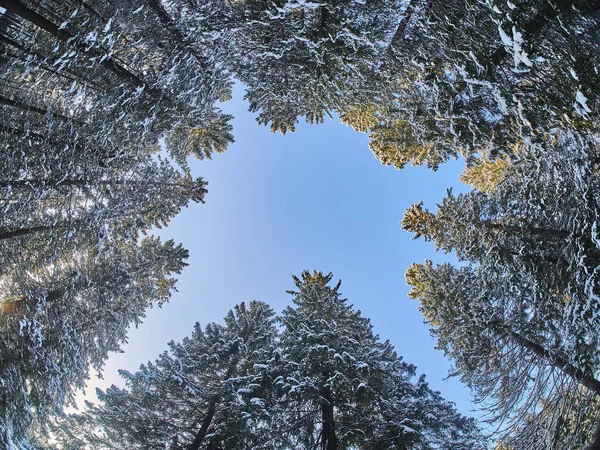 Floresta Baixo Para Cima Inverno — Fotografia de Stock