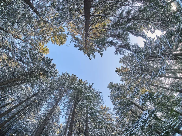 Floresta Baixo Para Cima Inverno — Fotografia de Stock