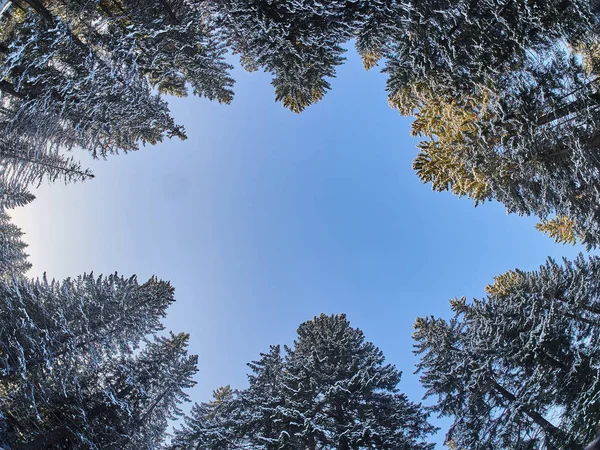 Ліс Знизу Вгору Взимку — стокове фото