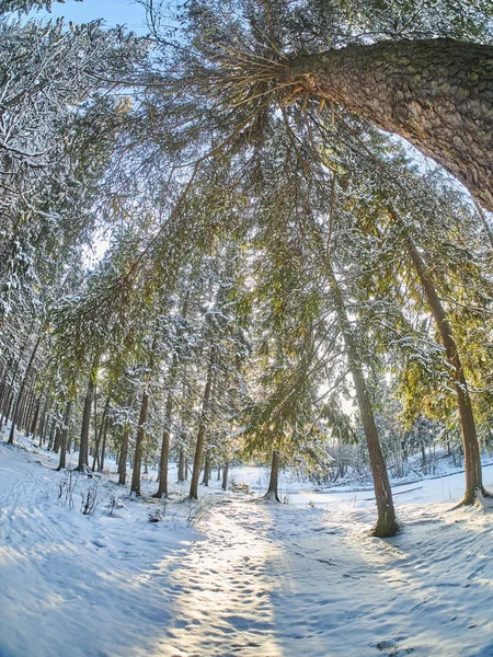 Uma Floresta Coníferas Inverno — Fotografia de Stock