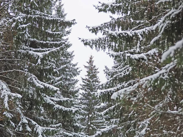 Хвойный Лес Зимой — стоковое фото