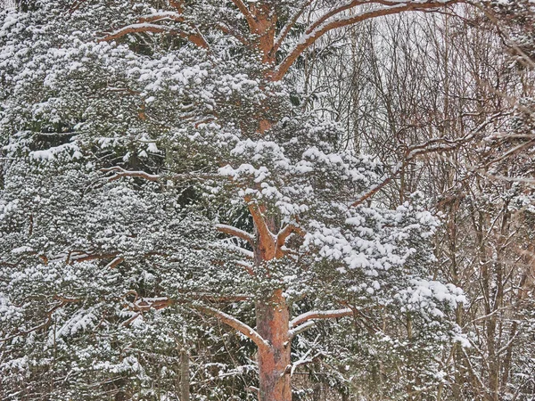 针叶林在冬天 — 图库照片