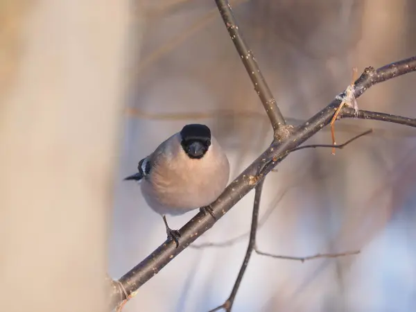 Bullfinch Větvi Lese — Stock fotografie