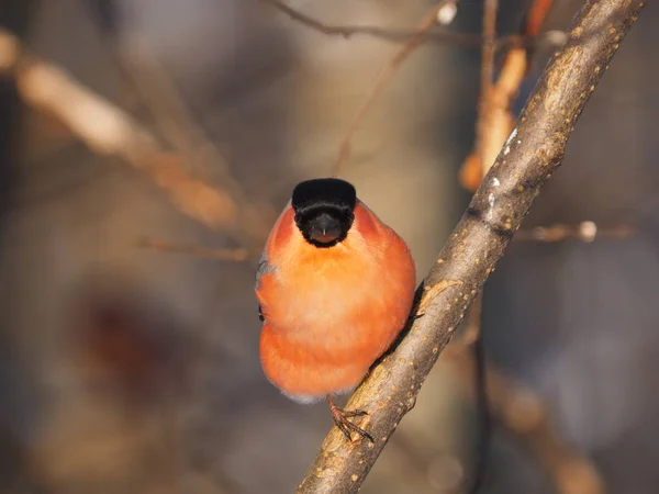 Bullfinch Una Rama Bosque — Foto de Stock