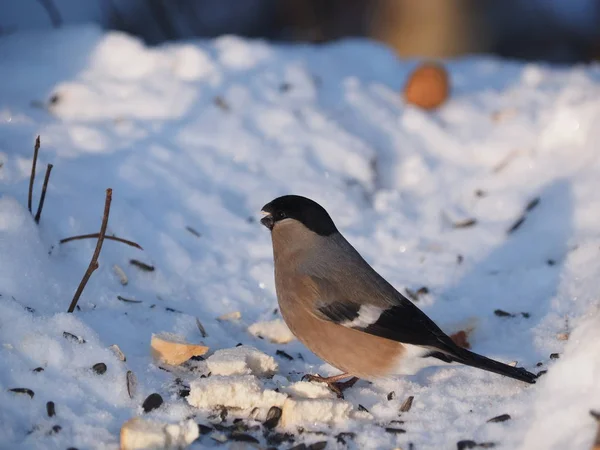 Bullfinch Větvi Lese — Stock fotografie