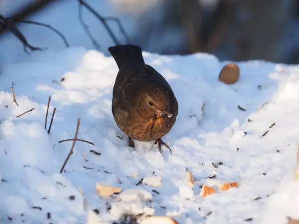 Black Thrush Forest Winter — Stock Photo, Image