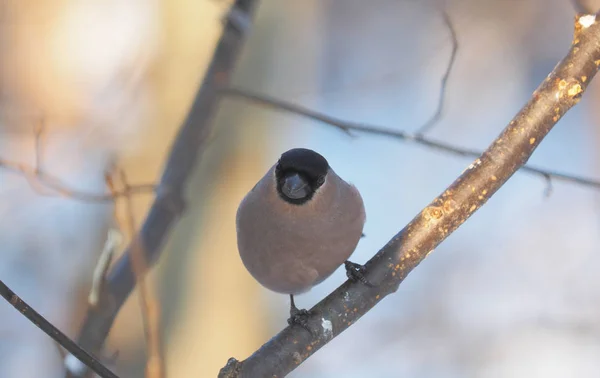 Bullfinch Větvi Lese — Stock fotografie