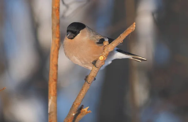 Bullfinch Větvi Lese — Stock fotografie