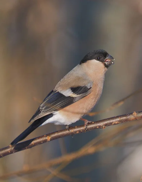 Bullfinch Větvi Lese — Stock fotografie