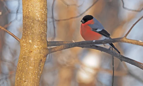 Bullfinch Větvi Lese — Stock fotografie