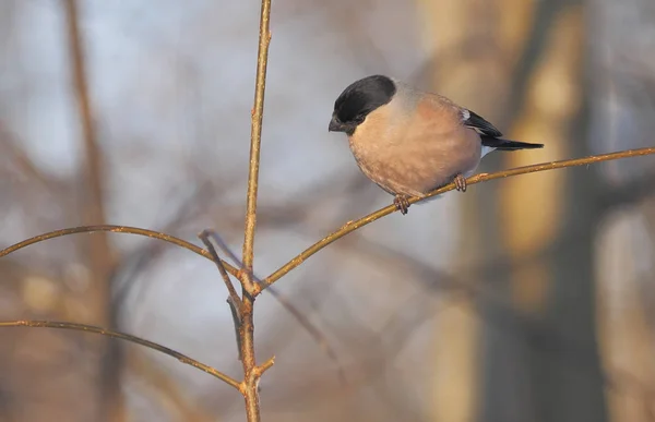 Bullfinch Una Rama Bosque —  Fotos de Stock