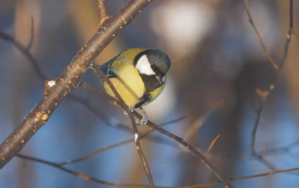 Tit Branch Forest — Stockfoto