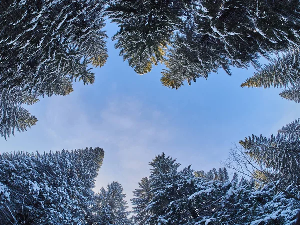 Floresta Baixo Para Cima Inverno — Fotografia de Stock